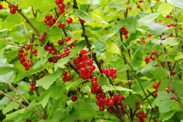 A bush of red currant with brushes of juicy ripe berries on the infield.