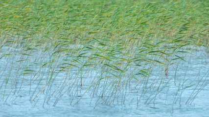 Dense thickets in shallow water