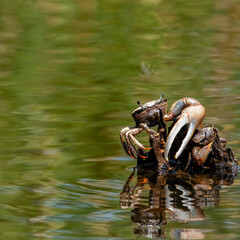 Fiddler Crabs Fighting on a Cypress Root
