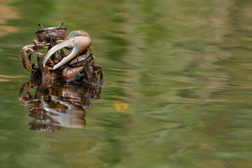 Fiddler Crabs Fighting on a Cypress Root