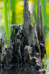 Fiddler Crabs on Cypress Tree Root Knot