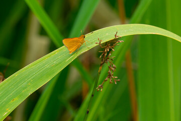 Skipper Butterfly Resting on a Leaf