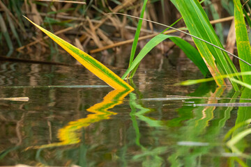 Abstract Marsh Grass Reflection