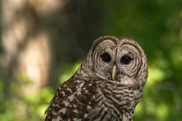 Beautiful Barred Owl with Intense Black Eyes