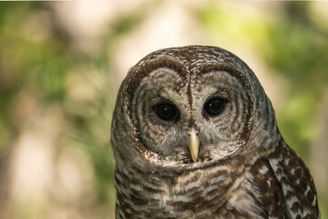 Beautiful Barred Owl with Intense Black Eyes