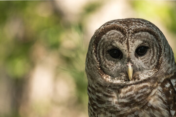 Beautiful Barred Owl with Intense Black Eyes