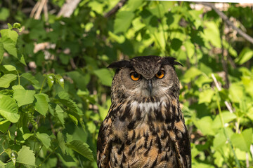 Orange Eyed Eurasian Owl with an Intense Stare