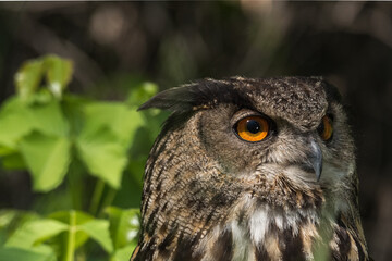 Orange Eyed Eurasian Owl with an Intense Stare