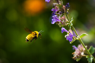Bumblebee in flight to a purple flower