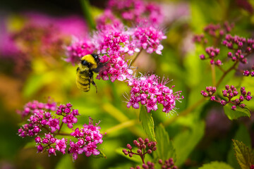 Bumblebee hanging on to a pink flower