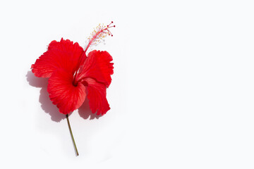 Beautiful red hibiscus flower in full bloom on white.