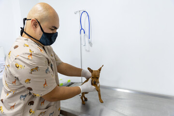 Veterinarian attending a dog
