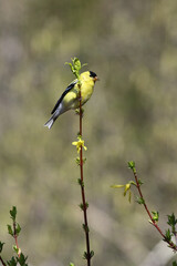 The brilliantly colored yellow and black American Goldfinch clings to the blooming branch of a Forsythia bush.