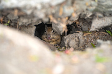California ground squirrel (Spermophilus beecheyi) sits in its burrow.	