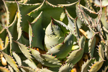 Close-up of Agave shawii (Shaw's Agave)