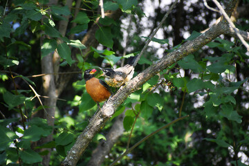 American Robin juvenile perched on a branch and being fed by his mother.