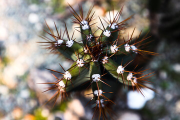 cactus tree taken from above with defocused background