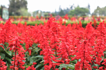 red flowers in the flower garden