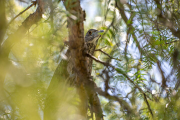 Black-crowned night heron (Nycticorax nycticorax) sits on a tree.	