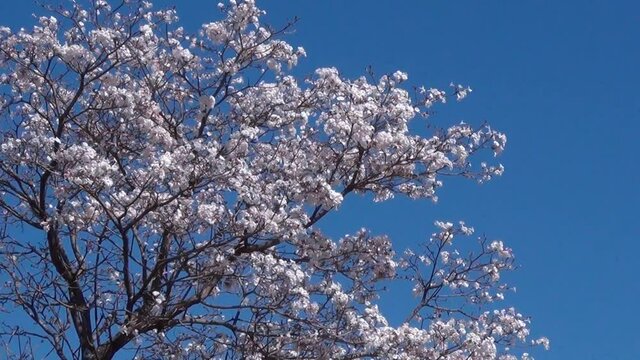 Tabebuia roseo-alba, known as white ip&ecirc;, against blue sky. Flowering tree native to Cerrado and Pantanal vegetation in Brazil,