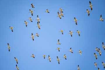 The flock of American Avocets (Recurvirostra americana) flying in the blue sky. Baylands Nature Preserve, Santa Clara County, California