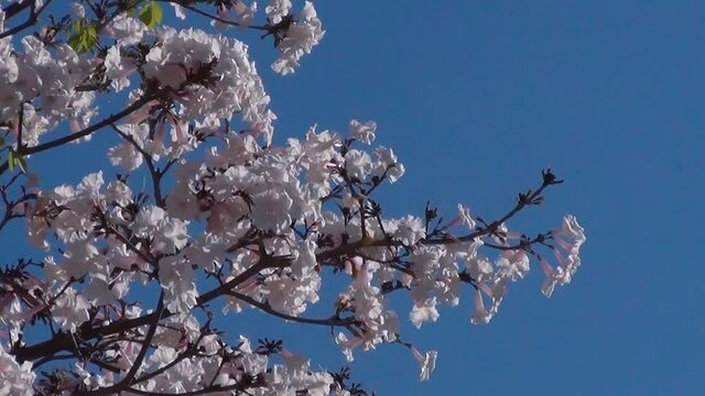 Tabebuia roseo-alba, known as white ip&ecirc;, against blue sky. Flowering tree native to Cerrado and Pantanal vegetation in Brazil,