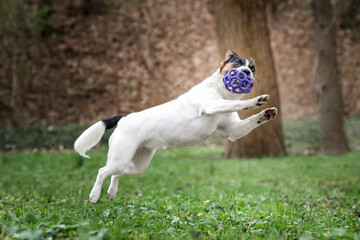 Jack russell terrier bawi się piłką - obrazy, fototapety, plakaty