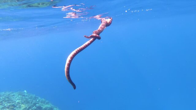 close shot of mating poison banded sea snakes krait of male and female species gather swirl up together floating having fun near surface of blue water ocean sea with divers in backgrounds asia pacific