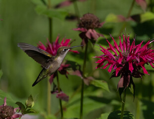 Female Ruby-throated Hummingbird feeding on Monarda