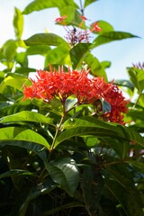 red ixora flower in nature garden