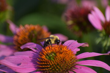 Bumblebee feeding on nectar on a Purple Coneflower Echinacea purpurea in southern Michigan 