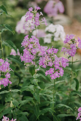 Purple phlox flowers in a garden