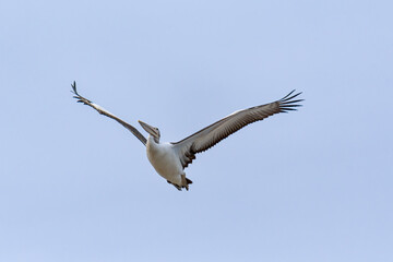 Pelican at Safety Bay foreshore is an important ecosystem for waterbirds.