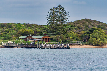 Obraz premium Penguin Island is a 12.5 ha island off the coast of Shoalwater and is home to a colony of approximately 1200 little penguins.