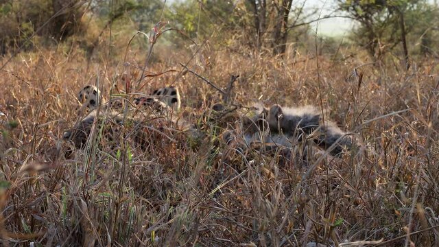 In tall savanna grass, a cheetah and fluffy cubs eat hidden antelope