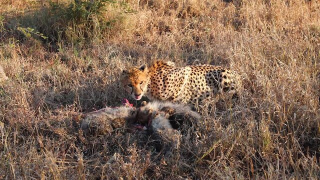 Cheetah mom and cute cubs eat Impala antelope in tall gold grass