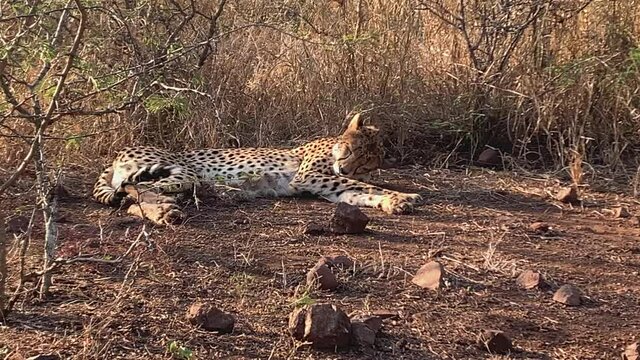 African cheetah relaxing in shade of tall grass, licks herself clean