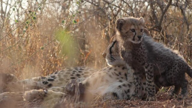 Cute fluffy cheetah cub stays close to mom in tall gold savanna grass