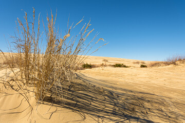 Sand dunes in Jockey's Ridge State Park. Located in Nags Head, North Carolina.It is a tallest sand...