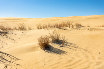 Sand dunes in Jockey's Ridge State Park. Located in Nags Head, North Carolina.It is a tallest sand...