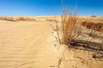 Sand dunes in Jockey's Ridge State Park. Located in Nags Head, North Carolina.It is a tallest sand...