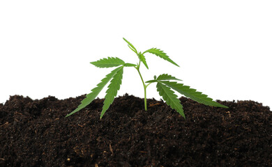 Fresh green hemp leaves in soil on white background