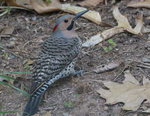 Male Northern Flicker on the ground