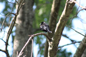 Tree Bird