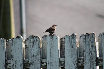 Bird on Fence