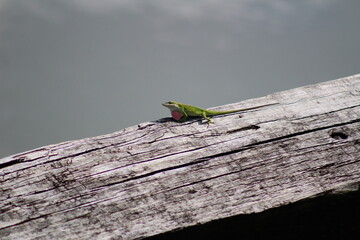 Gecko  on log