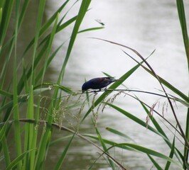 Bird in the Reeds