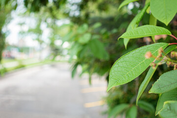 leaves on tree in a street - background nature concept