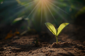 Growing plant,Young plant in the morning light on ground background, New life concept.Small plants on the ground in spring.fresh,seed,Photo fresh and Agriculture concept idea.