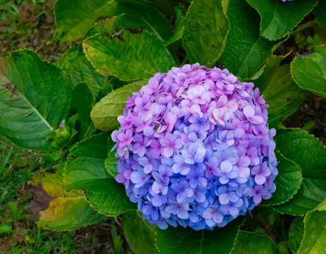 Purple Flowers - Brazil